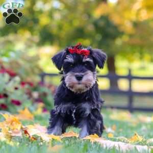 Eva, Miniature Schnauzer Puppy