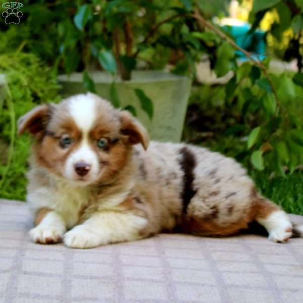 Eva, Miniature Australian Shepherd Puppy
