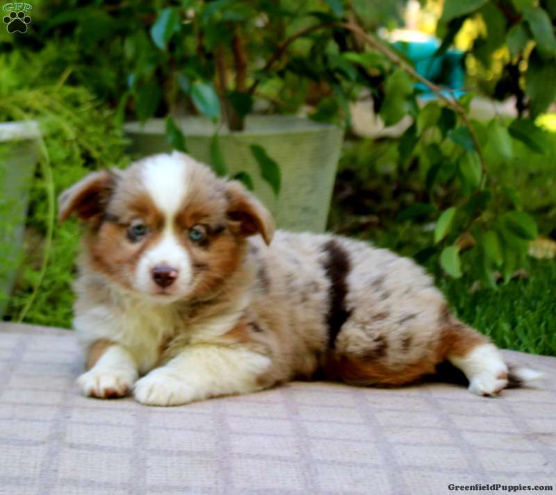 Eva (Miniature American Shepherd, Female) in Gap, PA