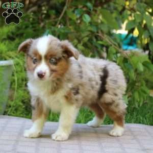 Eva, Miniature Australian Shepherd Puppy