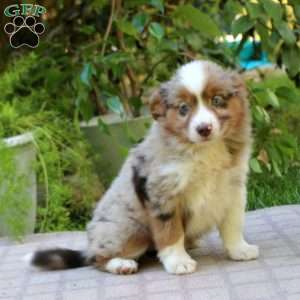 Eva, Miniature Australian Shepherd Puppy