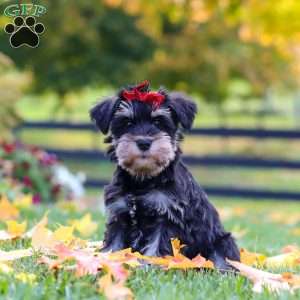 Eva, Miniature Schnauzer Puppy