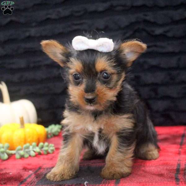 Evangeline, Yorkie Puppy