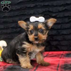 Evangeline, Yorkie Puppy