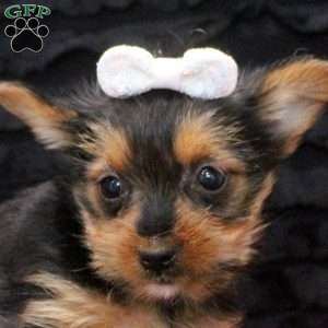 Evangeline, Yorkie Puppy