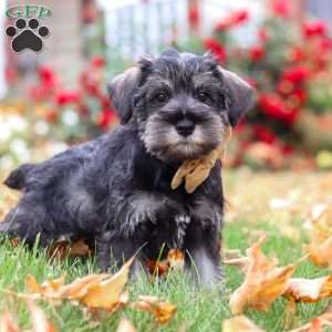 Everest, Miniature Schnauzer Puppy