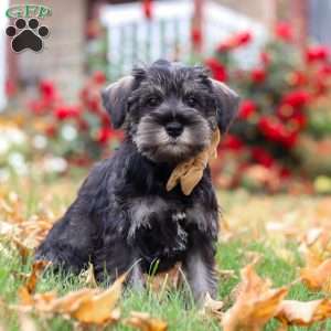 Everest, Miniature Schnauzer Puppy