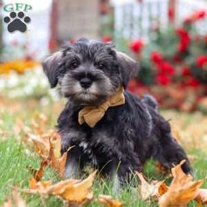 Everest, Miniature Schnauzer Puppy