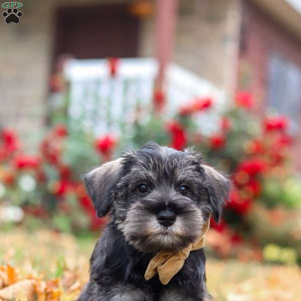 Everest, Miniature Schnauzer Puppy