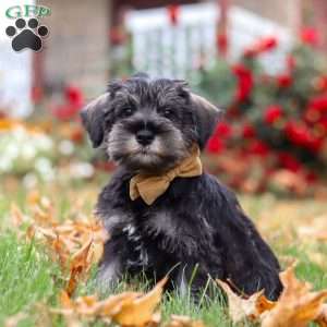 Everest, Miniature Schnauzer Puppy