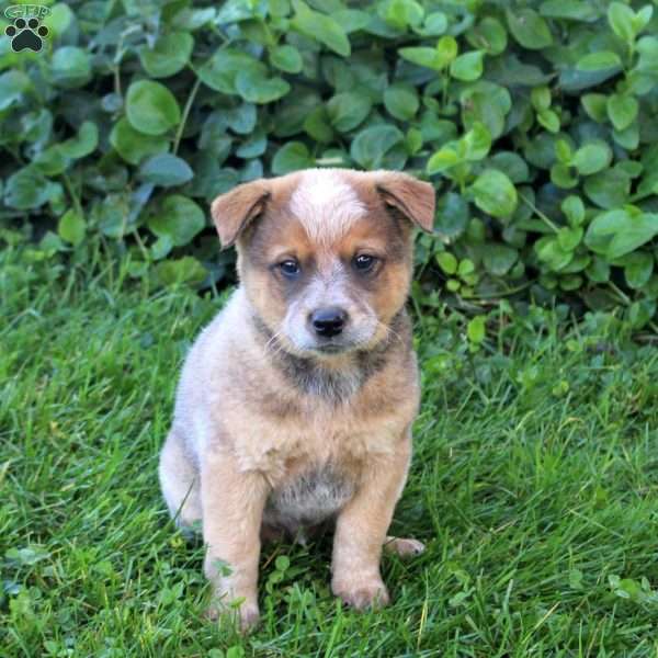 Everest, Blue Heeler – Australian Cattle Dog Puppy
