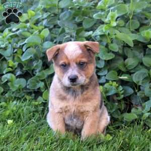 Everest, Blue Heeler – Australian Cattle Dog Puppy
