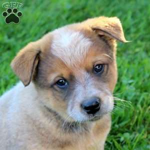 Everest, Blue Heeler – Australian Cattle Dog Puppy
