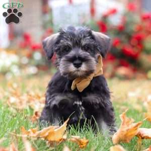Everest, Miniature Schnauzer Puppy