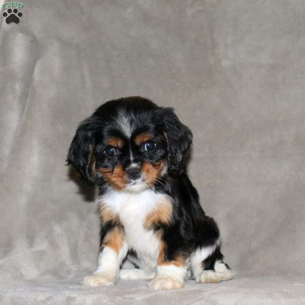 Everett, Cavalier King Charles Spaniel Puppy