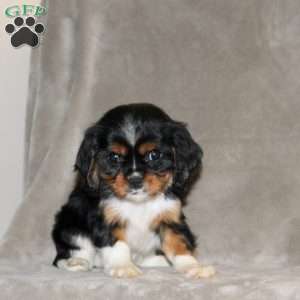 Everett, Cavalier King Charles Spaniel Puppy