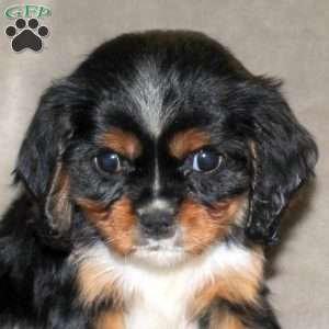 Everett, Cavalier King Charles Spaniel Puppy