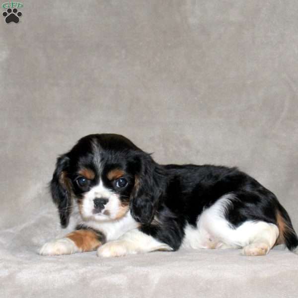 Everly, Cavalier King Charles Spaniel Puppy