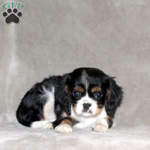 Everly, Cavalier King Charles Spaniel Puppy
