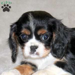 Everly, Cavalier King Charles Spaniel Puppy