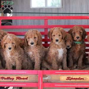 Nicole, Goldendoodle Puppy