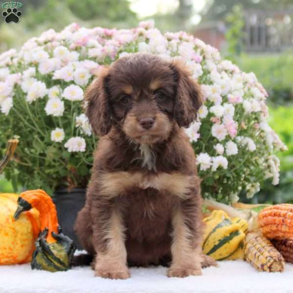 Fable, Cavapoo Puppy