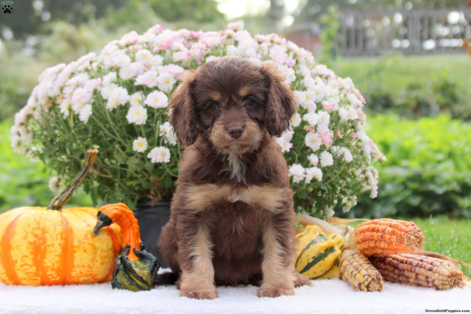 Fable (Cavapoo, Female) in Lititz, PA
