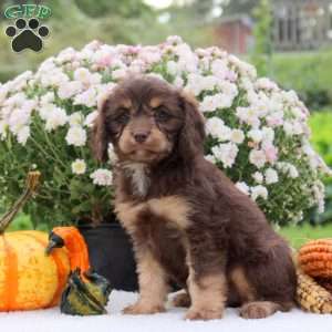 Fable, Cavapoo Puppy
