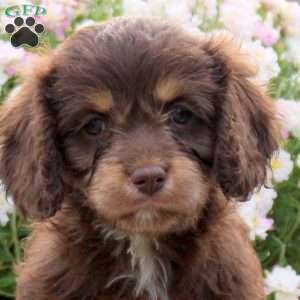 Fable, Cavapoo Puppy
