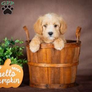 Faith, Westiepoo Puppy