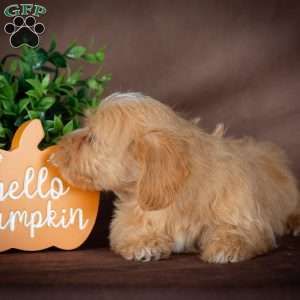 Faith, Westiepoo Puppy