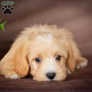 Faith, Westiepoo Puppy