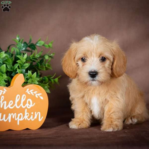 Faith, Westiepoo Puppy