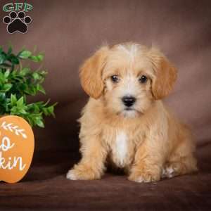 Faith, Westiepoo Puppy