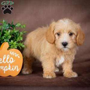 Faith, Westiepoo Puppy
