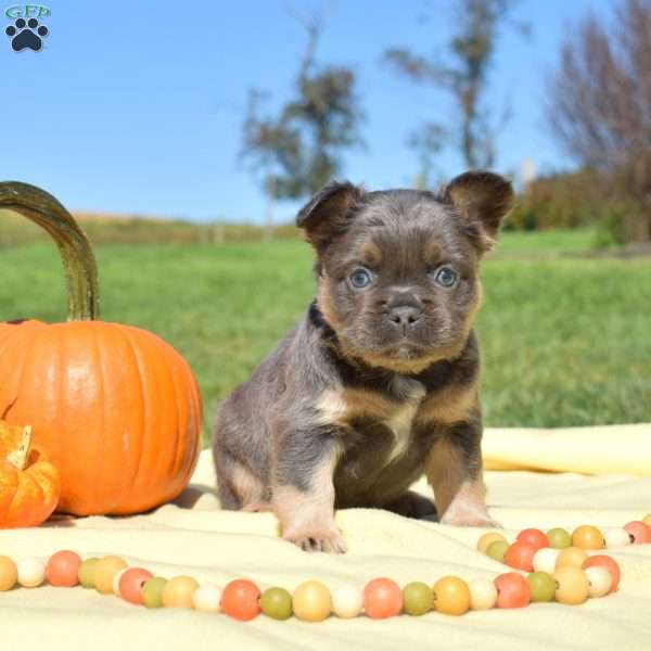 Falcon – Fluffy, French Bulldog Puppy