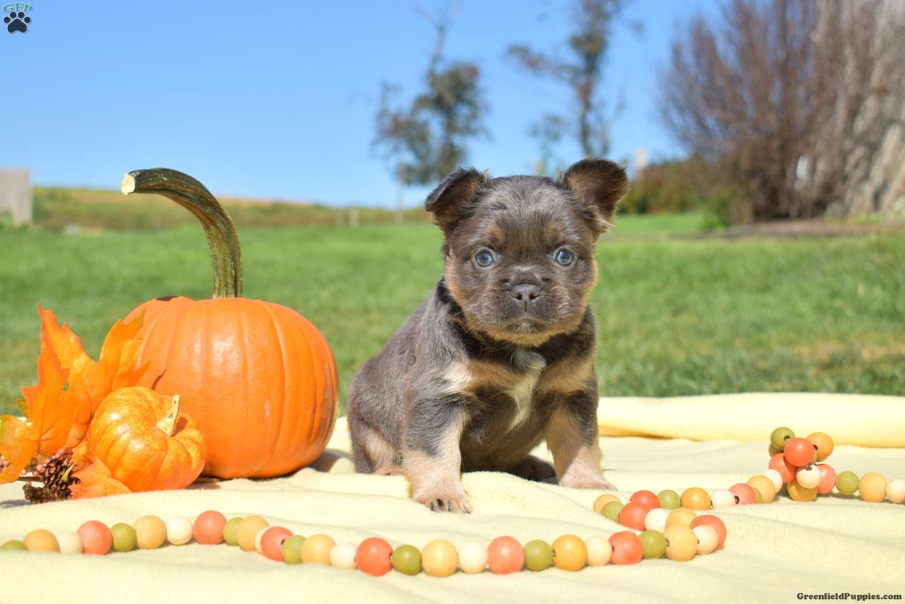 Falcon (French Bulldog, Male) in Christiana, PA