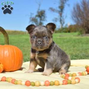 Falcon – Fluffy, French Bulldog Puppy