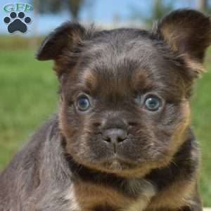 Falcon – Fluffy, French Bulldog Puppy