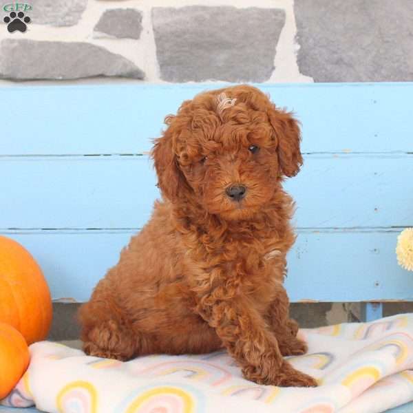 Fall, Shih-Poo Puppy