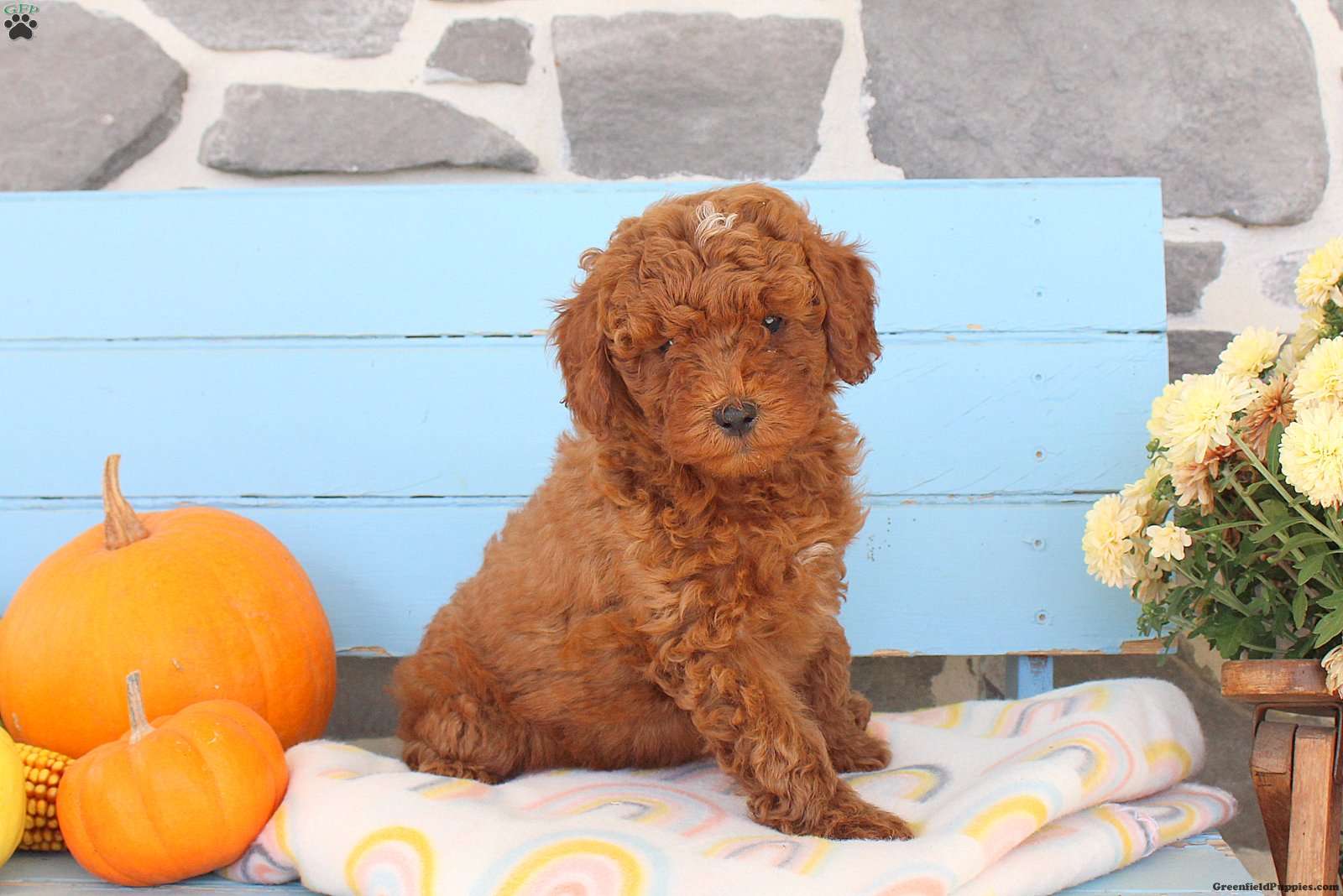 Fall (Shih-Poo, Male) in Lebanon, PA