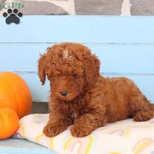 Fall, Shih-Poo Puppy