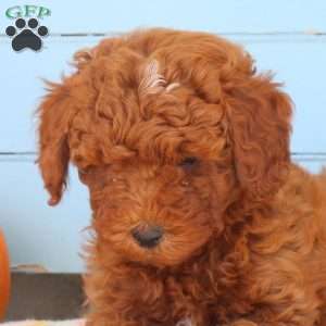 Fall, Shih-Poo Puppy
