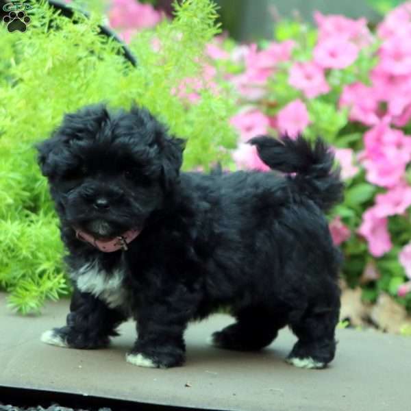 Fancy, Havapoo Puppy