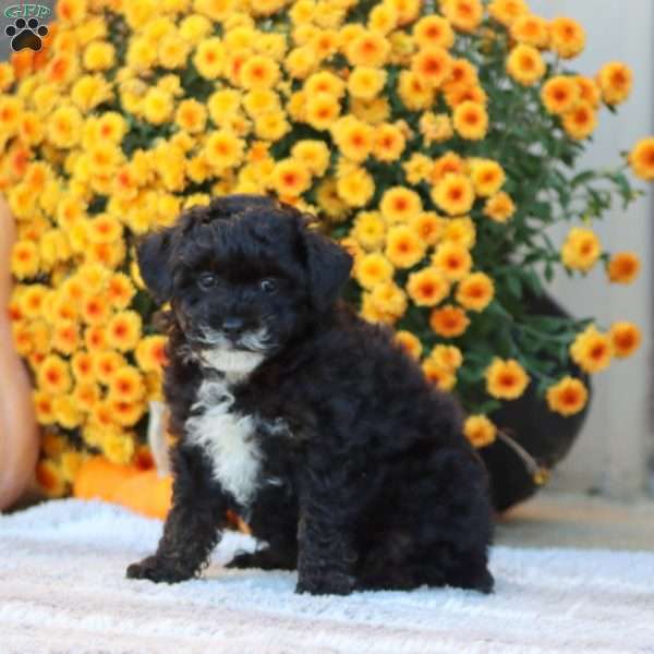 Fancy, Toy Poodle Puppy