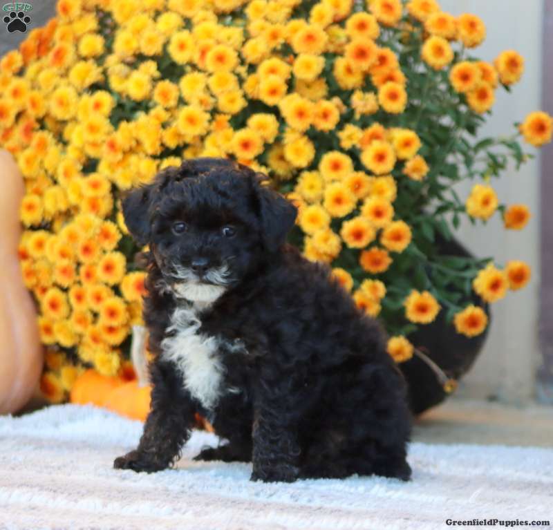 Fancy (Toy Poodle, Female) in Honey Brook, PA