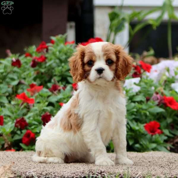 Fancy, Cavalier King Charles Spaniel Puppy