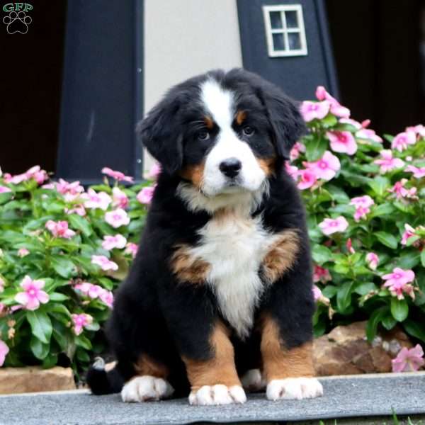 Fancy, Bernese Mountain Dog Puppy