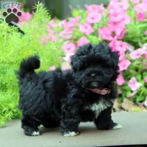 Fancy, Havapoo Puppy
