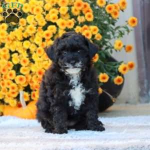 Fancy, Toy Poodle Puppy